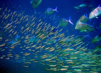安心して魚を食べるために知っておきたい回遊ルートのまとめ