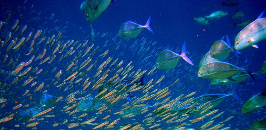 安心して魚を食べるために知っておきたい回遊ルートのまとめ