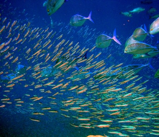 安心して魚を食べるために知っておきたい回遊ルートのまとめ